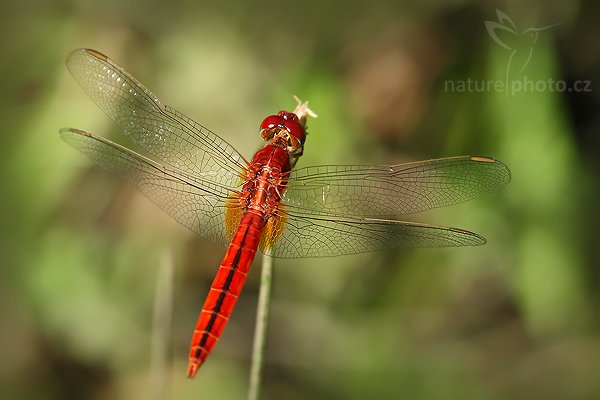 Oriental Scarlet (Crocothemis servilia), Oriental Scarlet (Crocothemis servilia), Autor: Ondřej Prosický | NaturePhoto.cz, Model: Canon EOS-1D Mark III, Objektiv: Canon EF 100mm f/2.8 Macro USM, Ohnisková vzdálenost (EQ35mm): 130 mm, fotografováno z ruky, Clona: 4.5, Doba expozice: 1/500 s, ISO: 200, Kompenzace expozice: -1/3, Blesk: Ne, Vytvořeno: 27. listopadu 2007 14:14:59, Tissamaharama (Sri Lanka)